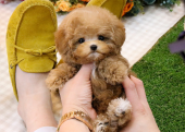 KORE KAN TOY POODLE